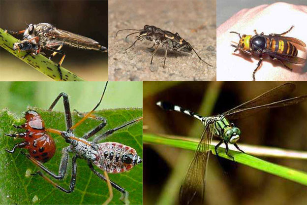 Care sunt cele mai dezgustatoare insecte?